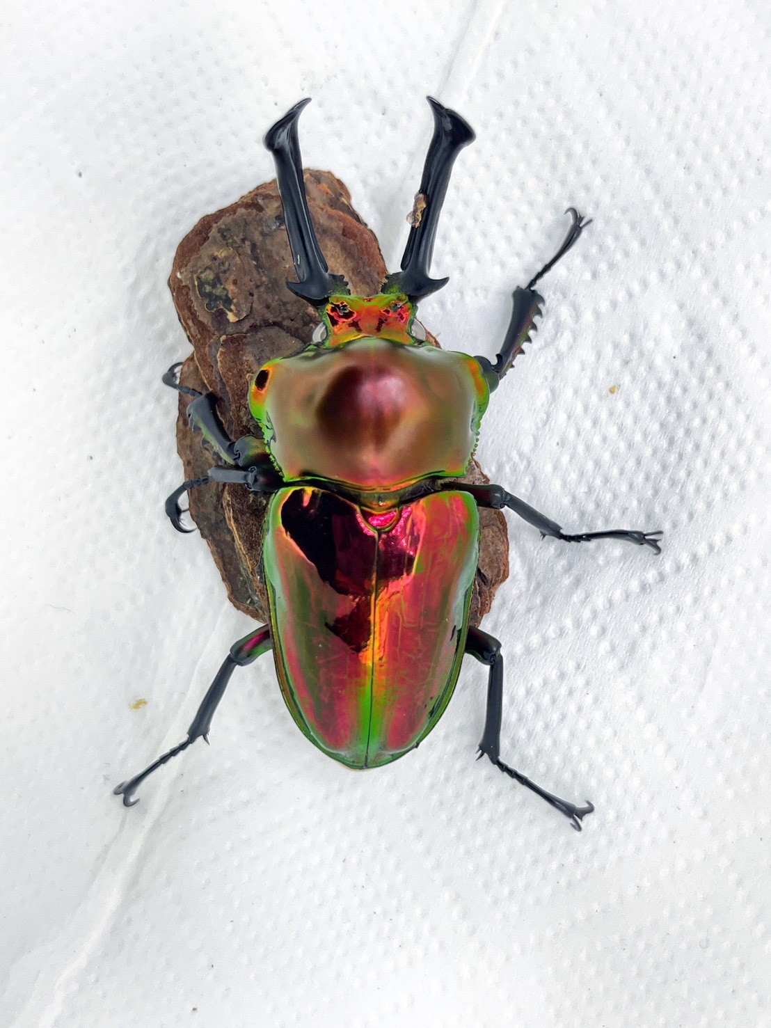 Super Red rainbow stag beetle with white eyes